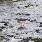 Spotted Sandpiper