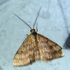 Wave Moth