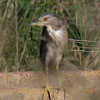 Black-crowned Night Heron; Martinete