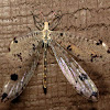Spotted-winged Antlion