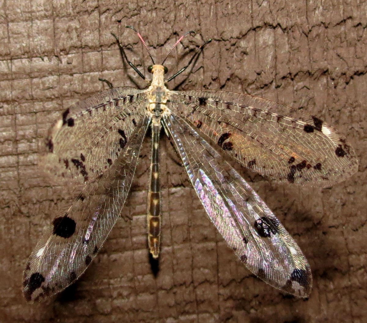 Spotted-winged Antlion