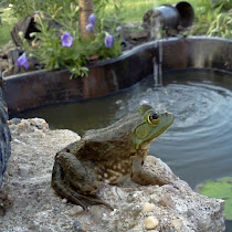 Backyard Ecosystem - Sumner Homeschool