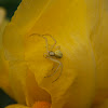 Yellow spider