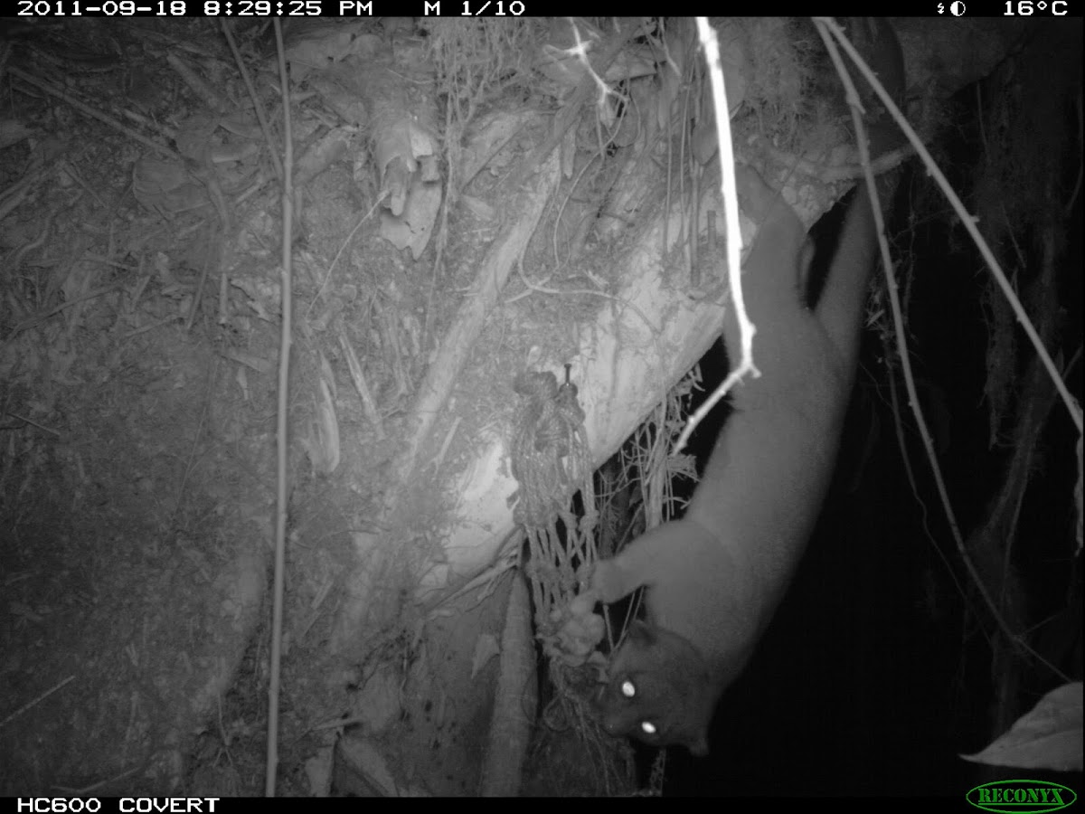 Kinkajou Or Cusumbo Project Noah