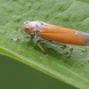 Red-eyed Orange Leafhopper
