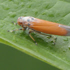 Red-eyed Orange Leafhopper