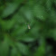 orchard spider