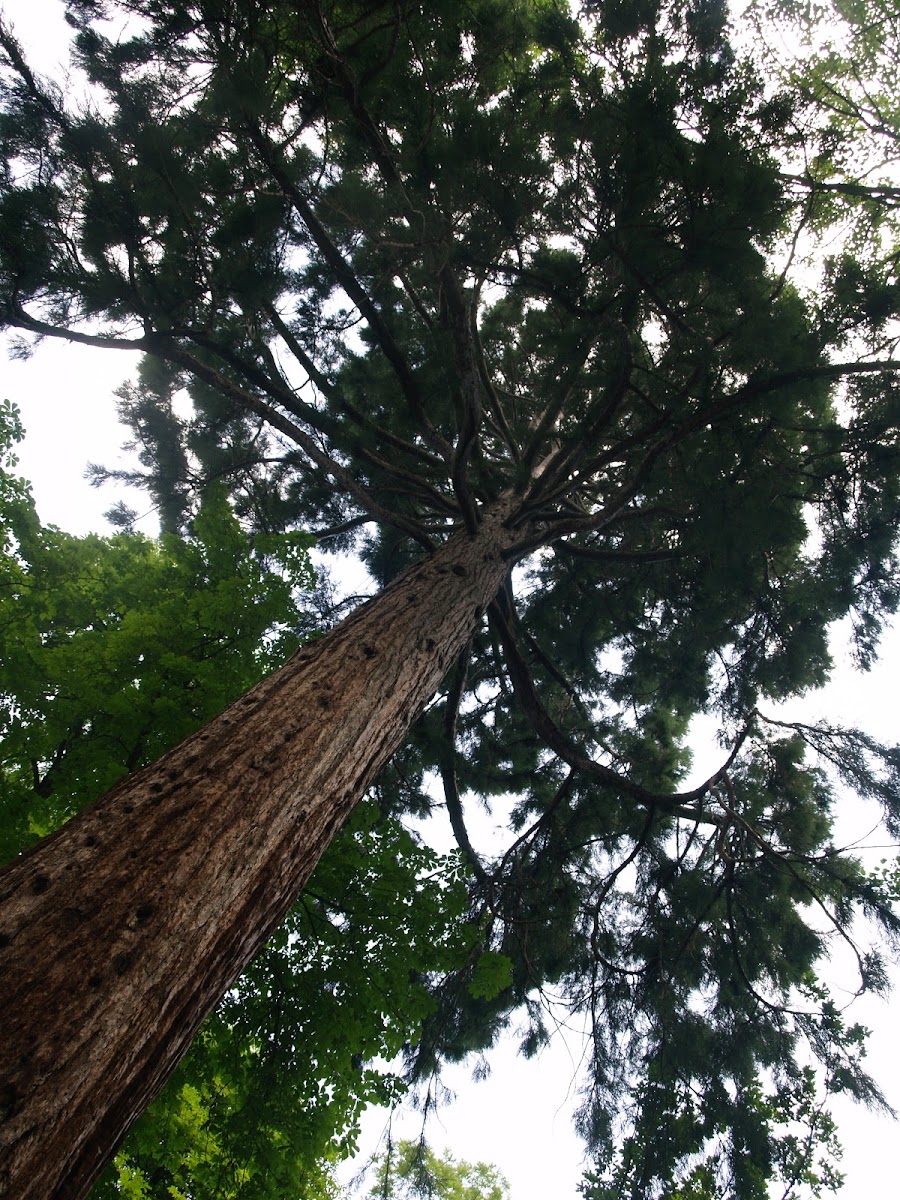Giant sequoia/Sekvojovec mamutí