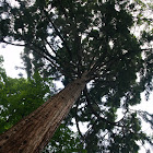 Giant sequoia/Sekvojovec mamutí