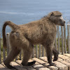 Cape baboon / Chacma baboon
