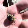 Escarabajo arlequín