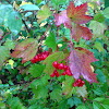 Highbush Cranberry