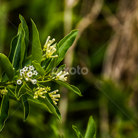 by Isidro Pentzke - Nature Up Close Other plants