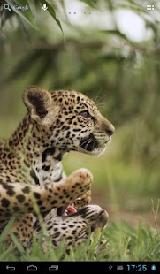 How to mod Jaguars Wallpapers lastet apk for bluestacks