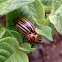 Colorado Potato beetle