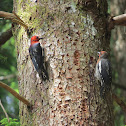 Red Breasted Sapsucker
