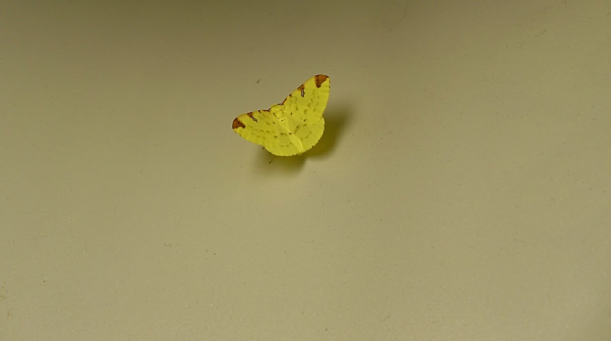 Brimstone moth