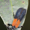 Unidentified Net-winged Beetle