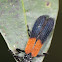 Unidentified Net-winged Beetle