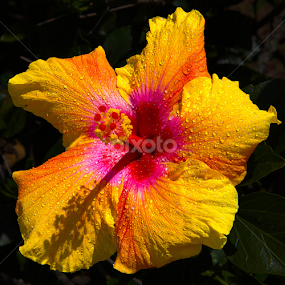 Yellow Hibiscus by Trippie Visser - Flowers Single Flower