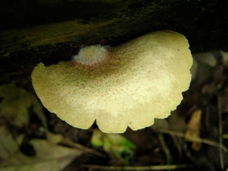 Mushroom C, a few days older, the cap showing white fuzz
