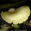 Mushroom C, a few days older, the cap showing white fuzz