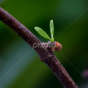by Alfan Andik Nugroho - Nature Up Close Leaves & Grasses