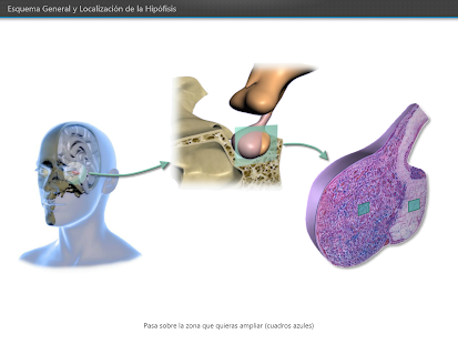 How to mod Atlas Interactivo Histología 4 1.0.5 unlimited apk for pc