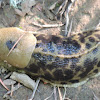 Pacific banana slug