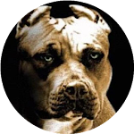 Cover Image of Unduh Pitbull HD Wallpapers 1.0 APK
