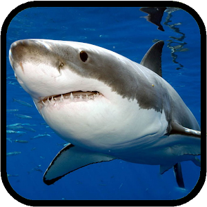 Sharks. Video Wallpaper.apk 1.02