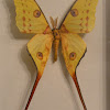 Madagascar Moon Moth