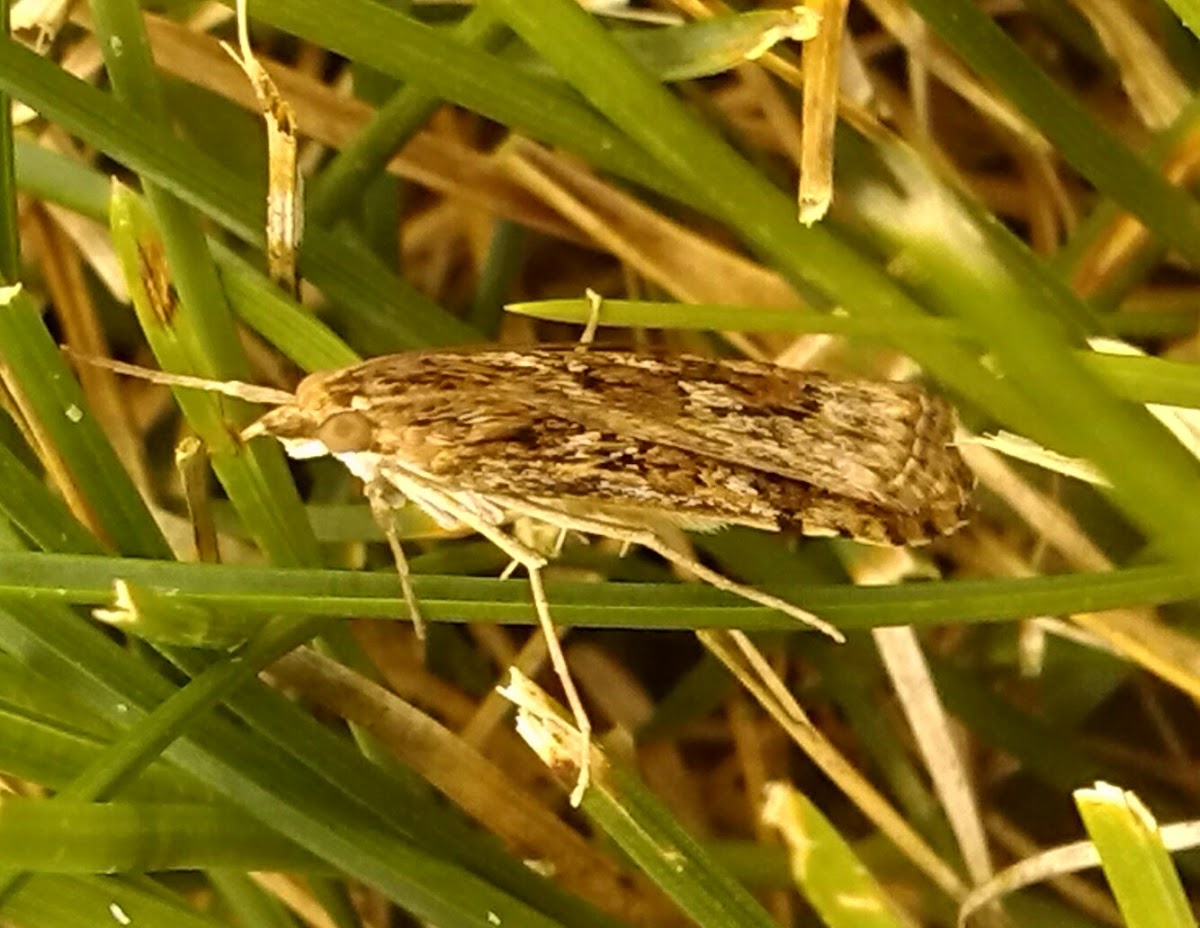 Grass Miner Moth