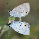 Western Tailed-Blue (mating)