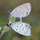 Western Tailed-Blue (mating)
