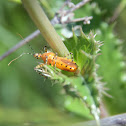 Orange Assassin Bug
