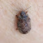 Gumnut leaf beetle