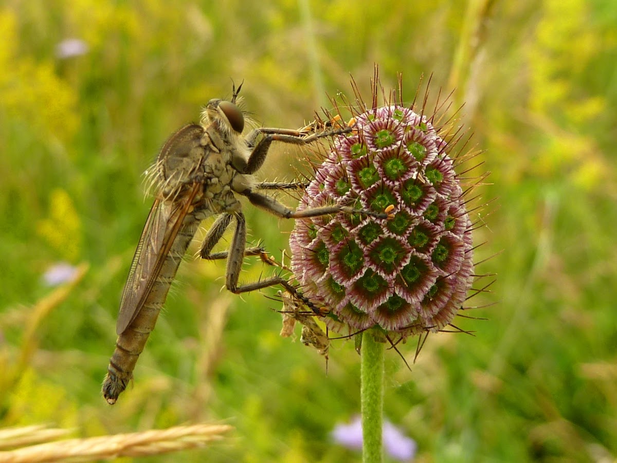 Robber Fly