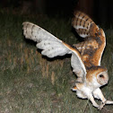 Barn Owl