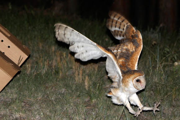 Barn Owl Project Noah