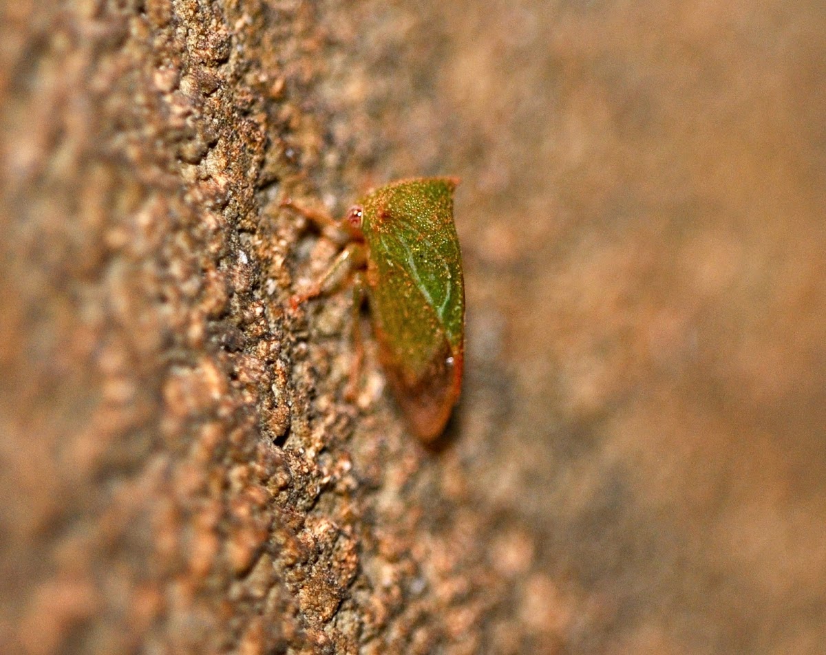 Leaf Hopper