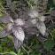 Purple Knight, Ruby Leaf, Parrot Leaf, Calico Plant, Joy Weed