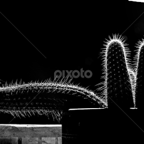 He wants to be a seal when he grows up by Scott Taft - Black & White Flowers & Plants