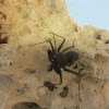 Florida Tailless Whipscorpion