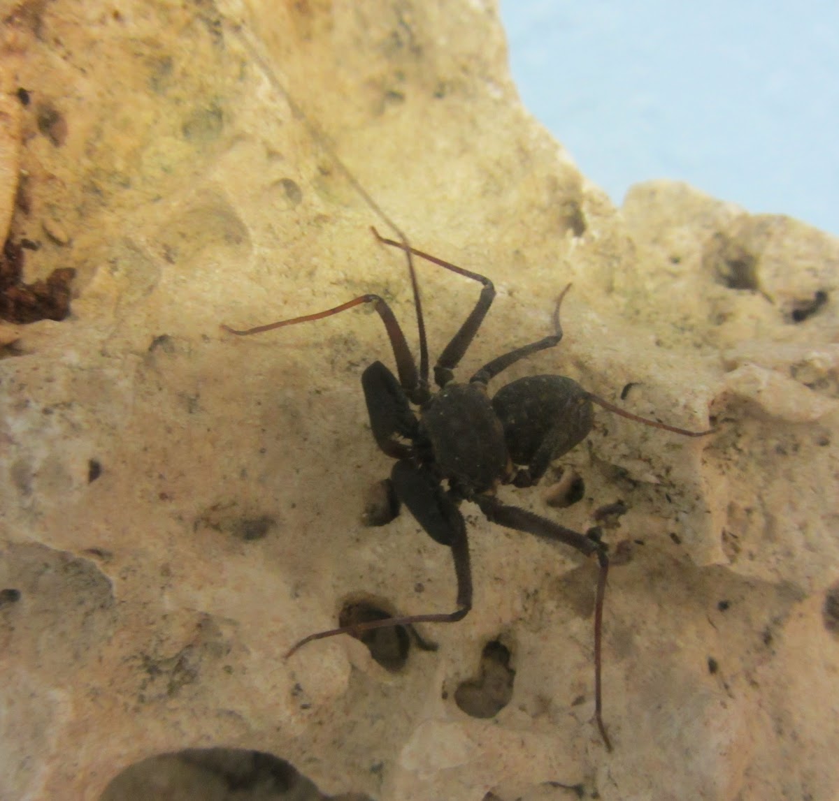 Florida Tailless Whipscorpion