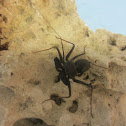 Florida Tailless Whipscorpion