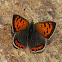 Small Copper