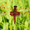 Calico pennant dragonfly