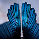Great Mormon  Papilio memnon