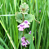 Creeping Charlie, Gill Over the Ground, Ground Ivy